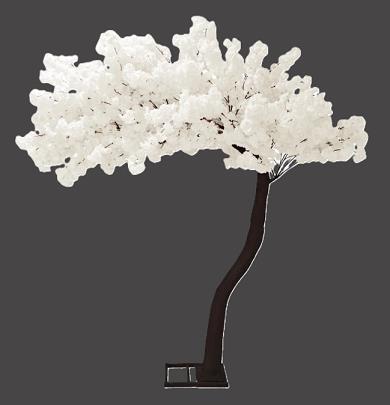 Rental store for WHITE CHERRY BLOSSOM TREE 9.5FT TALL in Johnson City TN